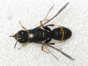 Lestica collaris