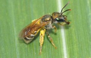 Halictus aerarius