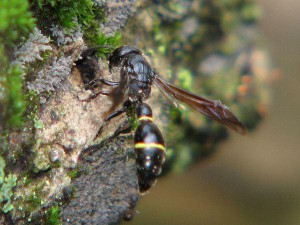 Discoelius japonicus