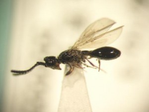 Diapriidae gen. sp.