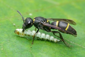 Stenodynerus chinensis simillimus