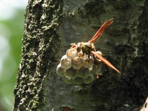 Polistes rothneyi iwatai