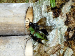 Isodontia harmandi