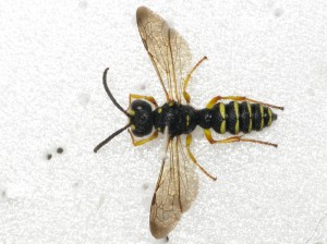 Cerceris albofasciata