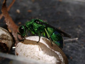 Chrysis shanghaiensis