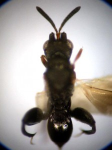 Dirhinus trichophthalmus