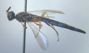 Scelionidae gen. sp.