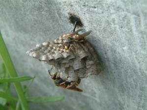 Polistes snelleni