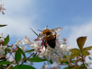 Bombus diversus diversus