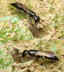 Epyris sp.