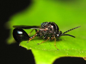 Eucharitidae gen. sp.