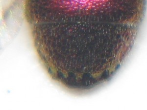 Chrysis ignita