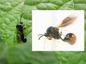 Eucharitidae gen. sp.