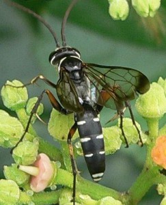 Batozonellus maculifrons