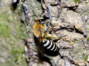 Colletes esakii