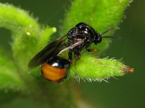 Eucharitidae gen. sp.