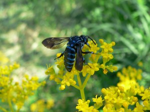 Thyreus decorus