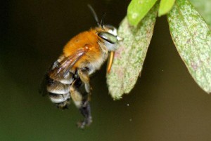 Amegilla florea florea