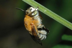 Amegilla florea florea