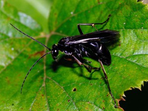 Eopompilus internalis