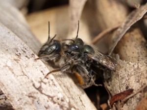 Osmia orientalis