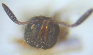 Scelionidae gen. sp.