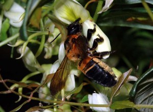 Megachile pseudomonticola