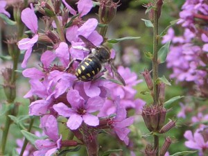 Anthidium septemspinosum