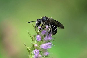 Lasioglossum sp.