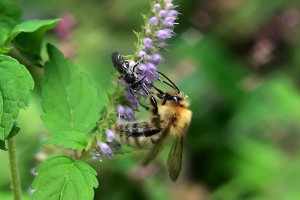 Bombus diversus tersatus