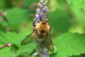 Bombus diversus tersatus