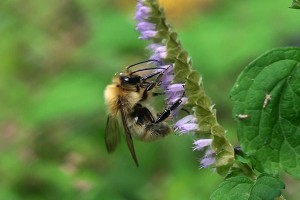 Bombus diversus tersatus