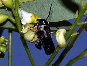 Megachile disjunctiformis