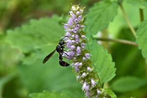 Eumenes rubronotatus aquilonius