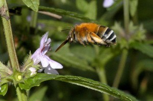 Amegilla florea florea