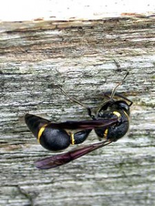 Eumenes rubronotatus rubronotatus