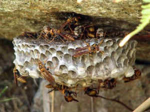 Polistes jokahamae jokahamae