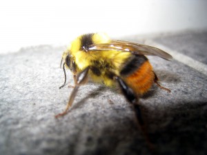 Bombus ignitus