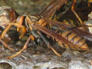 Polistes jokahamae jokahamae