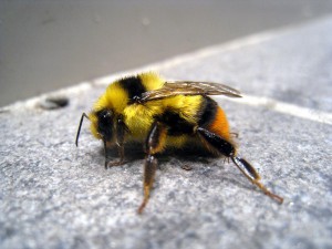 Bombus ignitus