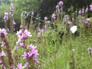 Anthidium septemspinosum