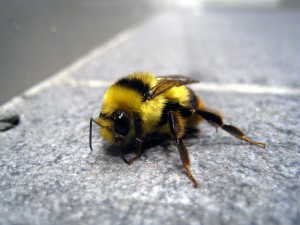 Bombus ignitus