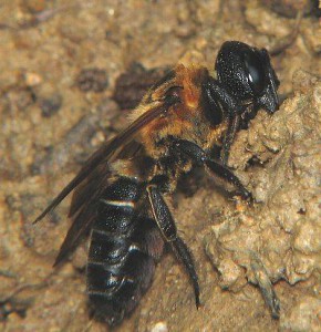 Megachile sculpturalis