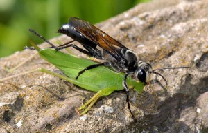 Sphex argentatus fumosus