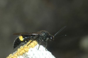 Scolia oculata