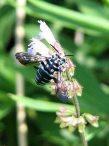 Thyreus decorus