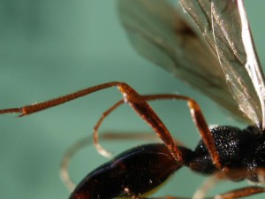 Proctotrupidae gen. sp.