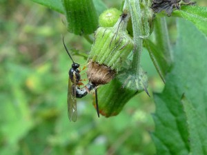 Ichneumonidae sp.