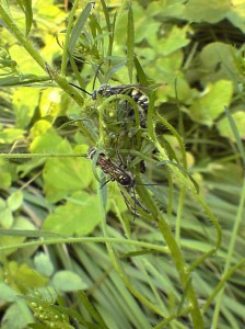 Scolia histrionica japonica