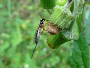 Ichneumonidae sp.